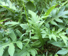 Adenophora liliifolia (L.) A. DC. [Drüsenglocke]