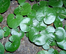 Datei:Asarum kz.JPG