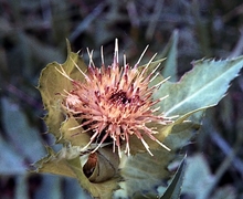 Datei:Cirsium Oleraceum L. Scop. cliché Jura suisse.jpg