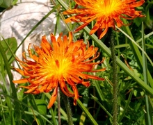 Datei:Crepis aurea ENBLA01.jpg