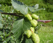 File:File:Alnus fruits.jpg