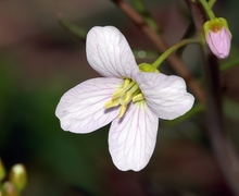 Datei:Cardamine pratensis fg01.JPG