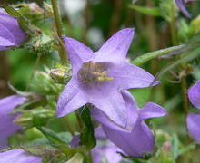 File:File:Campanula trachelium1.JPG