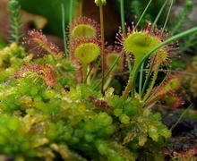 Datei:Drosera rotundifolia Orchi 05.jpg