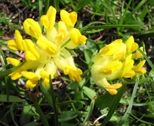 Datei:Anthyllis-vulneraria(Bluete).jpg