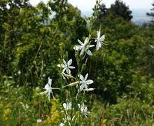 Datei:Anthericum ramosum sl2.jpg