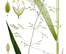 Datei:469 Milium effusum.jpg