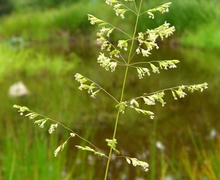 Datei:Bluegrass (1290486929).jpg