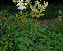 Datei:FilipendulaUlmaria.jpg